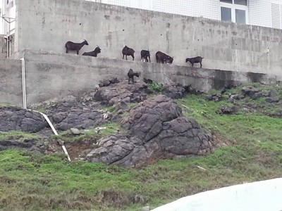 台湾澎湖のUMA(未確認生物)とヤギ大量死の謎